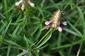 Suchomilné travinnobylinné a krovinové porasty na vápnitom podloží (*dôležité stanovištia Orchideaceae) (13.6.2015)