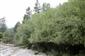 Porast Salix elaeagnos na brehu Suchého potoka.