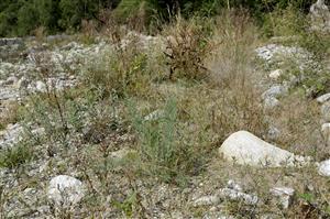 Myricaria germanica na štrkovej lavici potoka Račková.