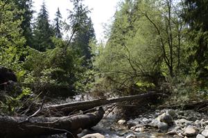 Porast Salix elaeagnos na potoku Račková.