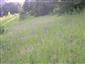 Suchomilné travinnobylinné a krovinové porasty na vápnitom podloží (*dôležité stanovištia Orchideaceae) (17.5.2015)