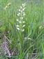 Suchomilné travinnobylinné a krovinové porasty na vápnitom podloží (*dôležité stanovištia Orchideaceae) (17.5.2015)