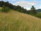 Suchomilné travinnobylinné a krovinové porasty na vápnitom podloží (*dôležité stanovištia Orchideaceae) (17.5.2015)