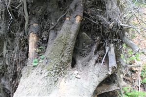 ležanina s výskytom Rosalia alpina - 1 ks samec a 1 ks samička