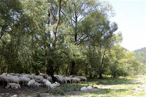 Vplyv oviec na druhové zloženie porastov so Salix elaeagnos na Dunajci.