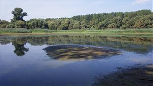 TML (časť plesiopotamon)