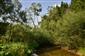 Horské vodné toky a ich drevinová vegetácia so Salix eleagnos (19.8.2015)