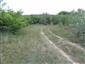 užovka stromová (20.6.2015)