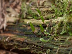 buxbaumia viridis