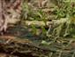 buxbaumia viridis