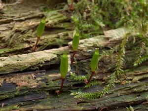 Buxbaumia viridis