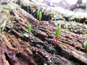 buxbaumia viridis