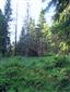 Brezové, borovicové a smrekové lesy na rašeliniskách (7.7.2014)