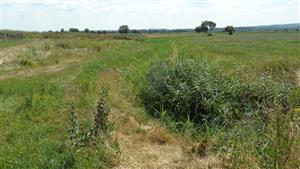 Horná časť TML, vhodnosť lokality pre C. ornatum je udržiavaná kosením, v tejto časti dominuje Phragmites australis.