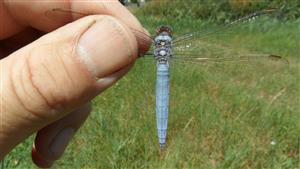 Samček Orthetrum brunneum, tento mediteránny druh osídľuje pomaly tečúce vodné toky