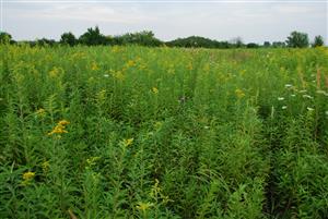 V poraste prevláda Solidago gigantea a Calamagrostis epigejos