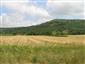 užovka stromová (18.7.2015)