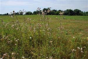 Cirsium brachycephalum v poraste