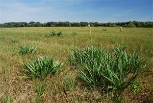 Plantago altissima v poraste