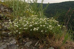 Minuartia glaucina