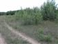 užovka hladká (18.7.2015)