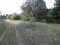 užovka hladká (25.7.2015)