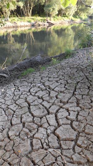 Balog n/Ipľom - Ipeľ, pravý breh, limitujúcim faktorom výskytu S. flavipes je vysoký podieľ  bahna a org. detritu