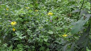 Hojne sú zastúpené invázne neofyty Rudbeckia laciniata a Solidago canadensis