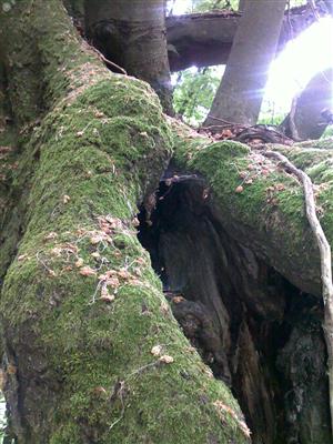 plocha s Dicranum viride 