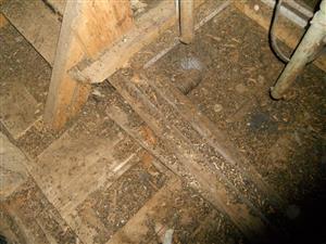 netopieri trus v podkrovi