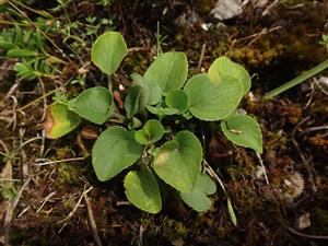 Viola rupestris