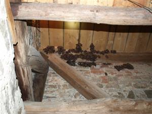 kolónia Mmyo v podkroví kostola vo veť