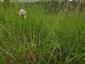 Suchomilné travinnobylinné a krovinové porasty na vápnitom podloží (*dôležité stanovištia Orchideaceae) (25.5.2015)