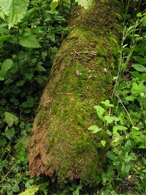 časť TMP_1b, na ktorom sa vyskytuje Buxbaumia viridis