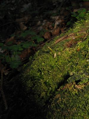 jedinec Buxbaumia viridis (1 výtrusnica) na časti TMP_6