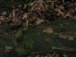 časť TMP_7b, kde sa vyskytuje Buxbaumia viridis