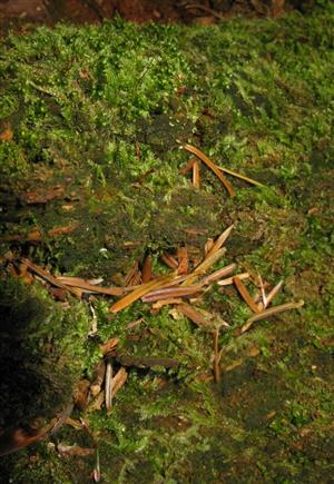 Buxbaumia viridis (1 stopka) na časti TMP_8