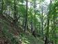 Lipovo-javorové sutinové lesy (3.7.2014)
