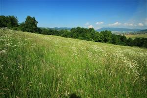 Detail spoločenstva v Z časti lokality