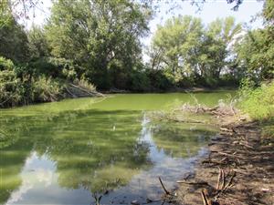 lokalita; zelená barva jsou sinice