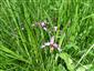 Suchomilné travinnobylinné a krovinové porasty na vápnitom podloží (*dôležité stanovištia Orchideaceae) (3.7.2013)