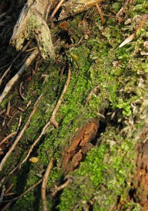 Buxbaumia viridis (2 výtrusnice) na časti TMP_3