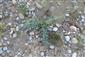 Myricaria germanica