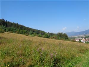 Závadka n. Hronom, nad železničnou stanicou_pohľad na náhradnú lokalitu s biotopom 6510_909