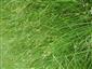Juncus subnodulosus