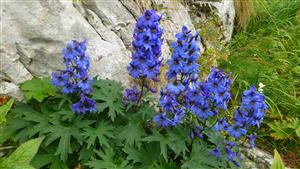 Delphinium oxysepalum