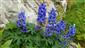 Delphinium oxysepalum