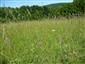 Suchomilné travinnobylinné a krovinové porasty na vápnitom podloží (*dôležité stanovištia Orchideaceae) (6.6.2015)