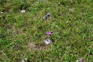 samec Parnassius Apollo