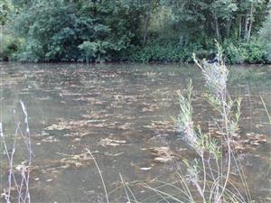 porost s Myriophyllum verticillatum